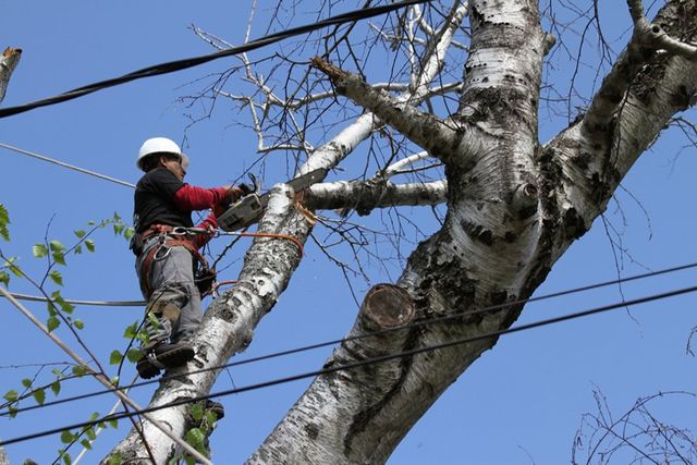 Tree Cutting & Trimming St. James Image